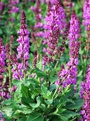 Perennial farm marketplace for sale  Delivered anywhere in USA 