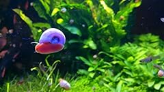 Live ramshorn snails for sale  Delivered anywhere in USA 