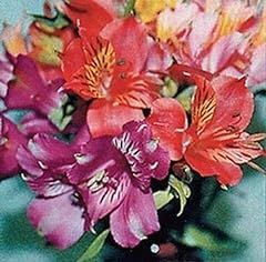 Alstroemeria dr. salters for sale  Delivered anywhere in USA 