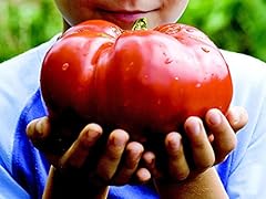 Monster tomate graines d'occasion  Livré partout en France