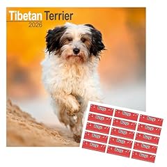Tibetan terrier calendar for sale  Delivered anywhere in UK