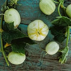 Lemon cucumber seeds for sale  Delivered anywhere in USA 