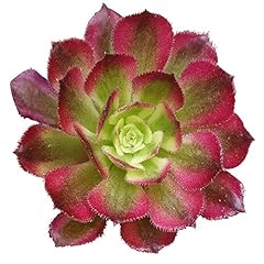 Aeonium mardi gras for sale  Delivered anywhere in USA 