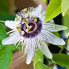 Passiflora beauty hannover for sale  Delivered anywhere in UK