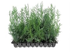 Murray cypress live for sale  Delivered anywhere in USA 