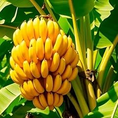 Dwarf cavendish banana for sale  Delivered anywhere in USA 