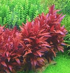 Alternanthera sessilis red for sale  Delivered anywhere in UK