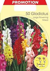 Gladiolo fiori grandi usato  Spedito ovunque in Italia 