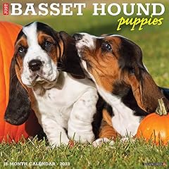 Basset hound puppies for sale  Delivered anywhere in UK
