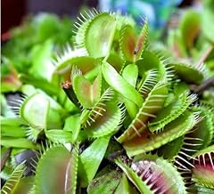 Venus fly trap for sale  Delivered anywhere in USA 