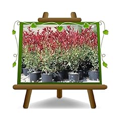 Euro plants vivai d'occasion  Livré partout en Belgiqu