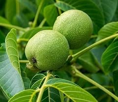 Black walnut tree for sale  Delivered anywhere in USA 