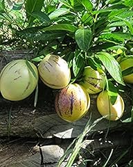Solanum pepino gold gebraucht kaufen  Wird an jeden Ort in Deutschland