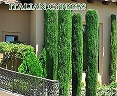 300 italian cypress for sale  Delivered anywhere in USA 
