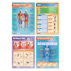 affiches scolaires planches d'occasion affiches scolaires planches d'occasion Livré partout en France