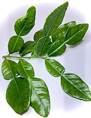 Fresh kaffir lime for sale  Delivered anywhere in UK