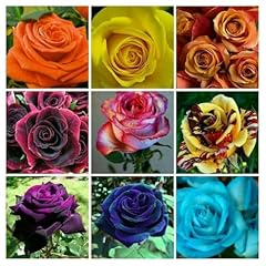 Mix color rose for sale  Delivered anywhere in UK