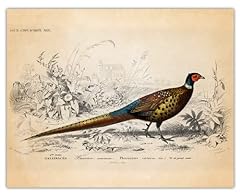 Vintage pheasant poster for sale  Delivered anywhere in USA 