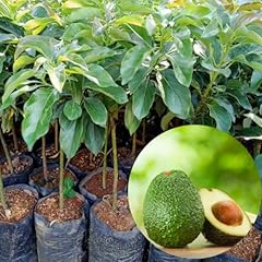 Avocado trees live for sale  Delivered anywhere in USA 