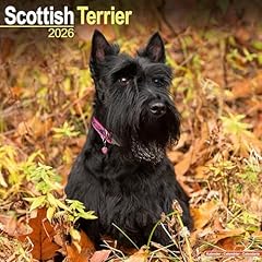 Scottish terrier calendar gebraucht kaufen  Wird an jeden Ort in Deutschland