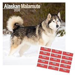 Alaskan malamute calendar for sale  Delivered anywhere in UK