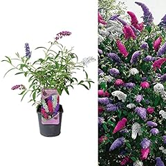 Carbeth plants buddleia for sale  Delivered anywhere in UK
