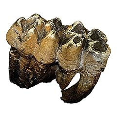 Skulls unlimited international for sale  Delivered anywhere in USA 