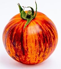 Queen night tomato for sale  Delivered anywhere in USA 