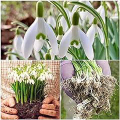 Woodland bulbs single for sale  Delivered anywhere in UK