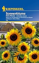 Helianthus sonnenblume hohe gebraucht kaufen  Wird an jeden Ort in Deutschland