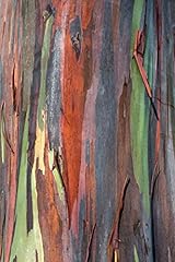 Close rainbow eucalyptus for sale  Delivered anywhere in USA 