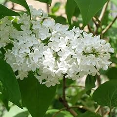 Yougarden lilac miss for sale  Delivered anywhere in UK