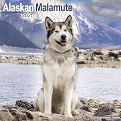 Alaskan malamute 2025 for sale  Delivered anywhere in UK