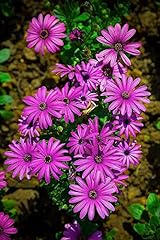 African daisy seeds for sale  Delivered anywhere in USA 