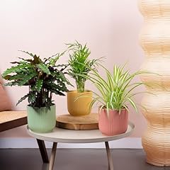 Ensemble plantes intérieur d'occasion  Livré partout en Belgiqu