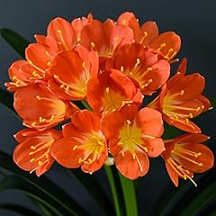 Clivia miniata bright for sale  Delivered anywhere in UK