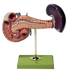 Somso pancreas spleen for sale  Delivered anywhere in USA 