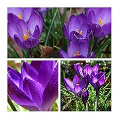 Crocus species ruby for sale  Delivered anywhere in UK