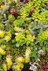 1000 sedum samen gebraucht kaufen  Wird an jeden Ort in Deutschland