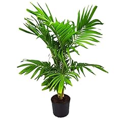 Adonidia christmas palm for sale  Delivered anywhere in USA 