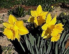 Spring bulbs daffodil for sale  Delivered anywhere in UK