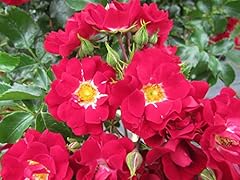 Rambling rosie 5.5lt for sale  Delivered anywhere in UK