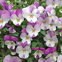 Viola sorbet pink for sale  Delivered anywhere in Ireland
