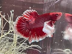 Dumbo halfmoon betta for sale  Delivered anywhere in USA 