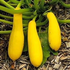 Yellow early prolific for sale  Delivered anywhere in USA 