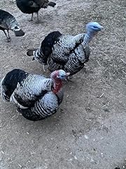 Barnyard mix turkey for sale  Delivered anywhere in USA 
