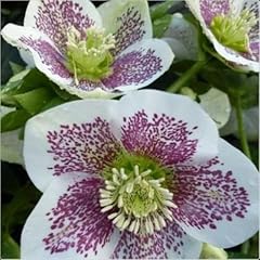 Hellebore helleborus hybridus for sale  Delivered anywhere in UK