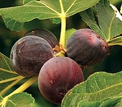 Texas everbearing fig for sale  Delivered anywhere in USA 