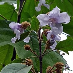 Paulownia elongata tree for sale  Delivered anywhere in USA 