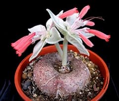 Leucotricha sinningia rare for sale  Delivered anywhere in UK